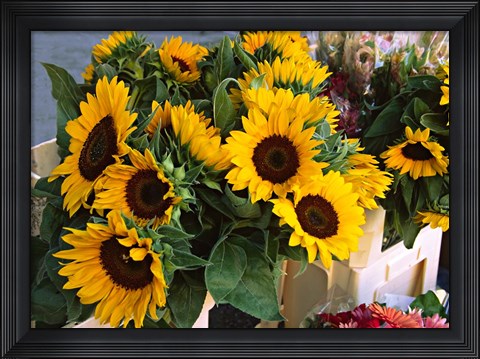 Framed Market Sunflowers, Nice, France Print