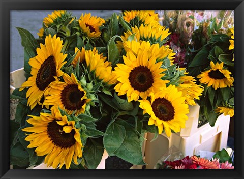 Framed Market Sunflowers, Nice, France Print