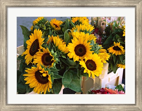 Framed Market Sunflowers, Nice, France Print