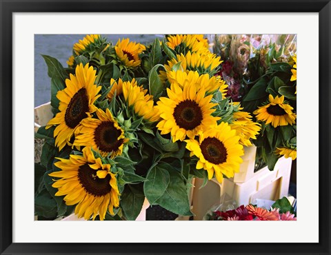 Framed Market Sunflowers, Nice, France Print