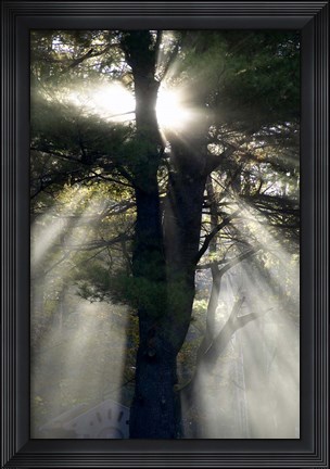 Framed New England, New Hampshire, Sunlight Through Trees Print