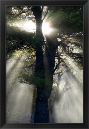 Framed New England, New Hampshire, Sunlight Through Trees Print