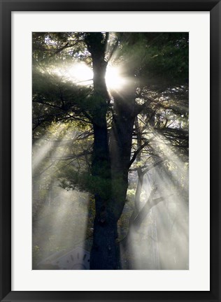 Framed New England, New Hampshire, Sunlight Through Trees Print