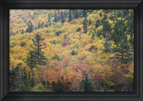 Framed New Hampshire, White Mountains, Crawford Notch, fall foliage by Mount Washington Print