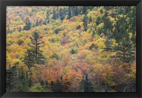 Framed New Hampshire, White Mountains, Crawford Notch, fall foliage by Mount Washington Print