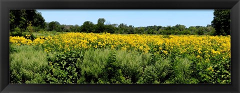 Framed Abshire Prairie, Indiana Print