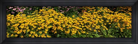 Framed Black-eyed-Susan (Rudbeckia Hirta) in Bloom, Michigan Print
