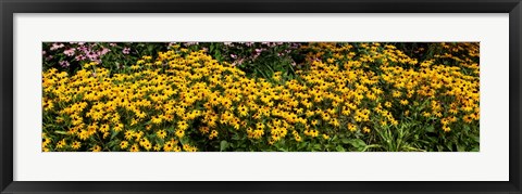 Framed Black-eyed-Susan (Rudbeckia Hirta) in Bloom, Michigan Print