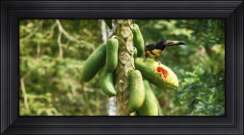 Framed Toucan Bird Feeding on Papaya Tree, Costa Rica Print