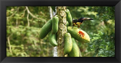 Framed Toucan Bird Feeding on Papaya Tree, Costa Rica Print