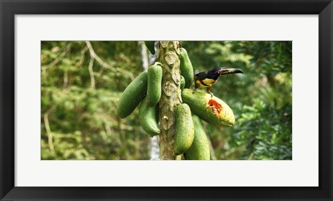 Framed Toucan Bird Feeding on Papaya Tree, Costa Rica Print