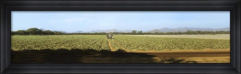 Framed View of Cantaloup Field, Costa Rica Print
