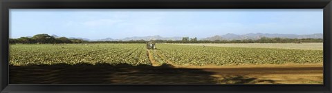 Framed View of Cantaloup Field, Costa Rica Print