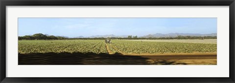 Framed View of Cantaloup Field, Costa Rica Print