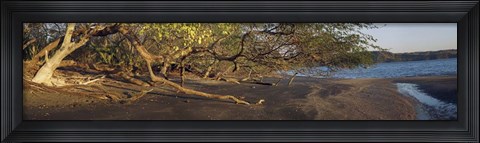 Framed Trees on the Beach, Liberia, Costa Rica Print