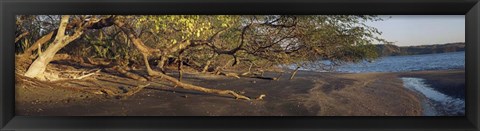 Framed Trees on the Beach, Liberia, Costa Rica Print