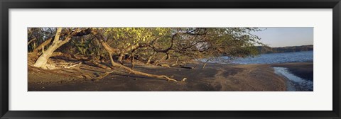 Framed Trees on the Beach, Liberia, Costa Rica Print