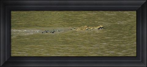 Framed Crocodile in a River, Palo Verde National Park, Costa Rica Print