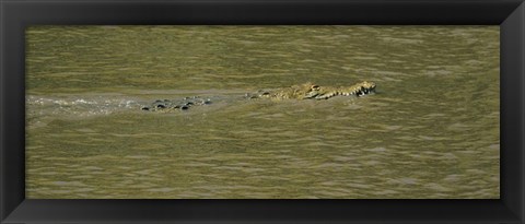 Framed Crocodile in a River, Palo Verde National Park, Costa Rica Print