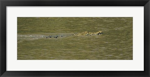 Framed Crocodile in a River, Palo Verde National Park, Costa Rica Print