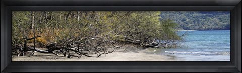 Framed View of Trees on the Beach, Liberia, Guanacaste, Costa Rica Print