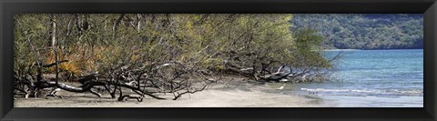 Framed View of Trees on the Beach, Liberia, Guanacaste, Costa Rica Print