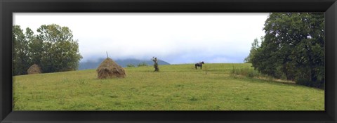 Framed Horse in a Field, Transylvania, Romania Print