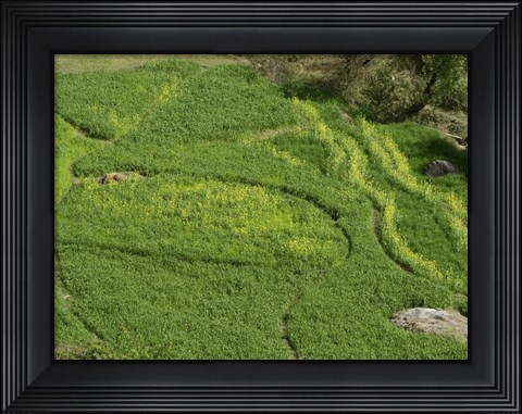 Framed Mustard Growing in a Field, Jawahar Nagar, India Print