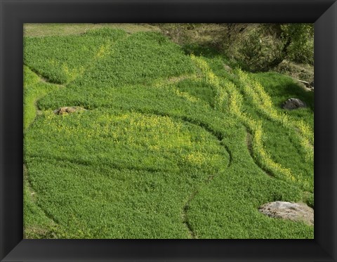Framed Mustard Growing in a Field, Jawahar Nagar, India Print