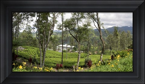 Framed Norwood Tea Factory, Sri Lanka Print