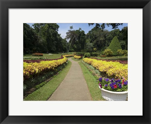 Framed Royal Botanical Gardens, Peradeniya, Sri Lanka Print