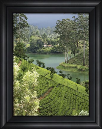 Framed Tea Plantation, Castlereigh Reservoir, Nuwara Eliya, Central Province, Sri Lanka Print