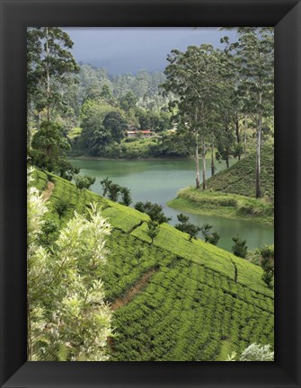 Framed Tea Plantation, Castlereigh Reservoir, Nuwara Eliya, Central Province, Sri Lanka Print