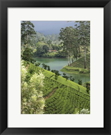 Framed Tea Plantation, Castlereigh Reservoir, Nuwara Eliya, Central Province, Sri Lanka Print