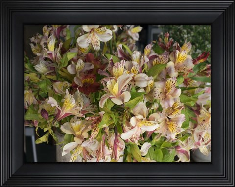 Framed Orchids for Sale in Main Street Market, Galle, Southern Province, Sri Lanka Print