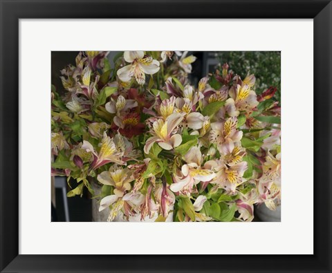 Framed Orchids for Sale in Main Street Market, Galle, Southern Province, Sri Lanka Print