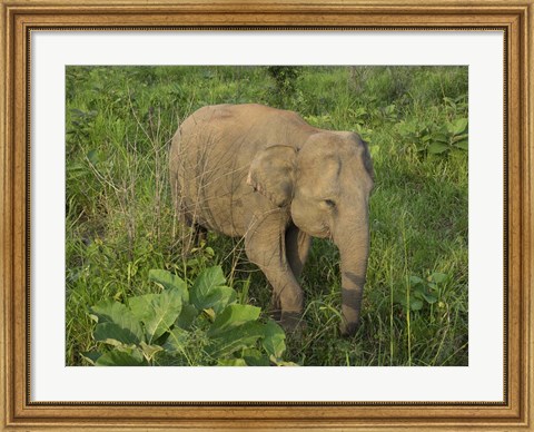 Framed Elephant at Hurulu Eco Park, Sri Lanka Print