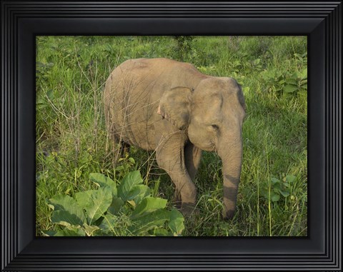 Framed Elephant at Hurulu Eco Park, Sri Lanka Print