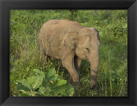 Framed Elephant at Hurulu Eco Park, Sri Lanka Print