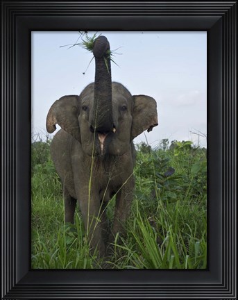 Framed Hurulu Eco Park, Sri Lanka Print