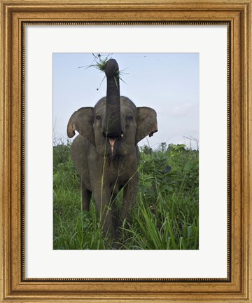 Framed Hurulu Eco Park, Sri Lanka Print