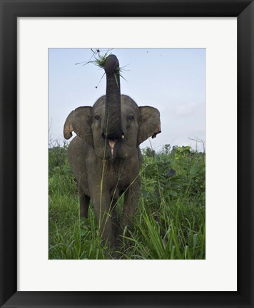 Framed Hurulu Eco Park, Sri Lanka Print