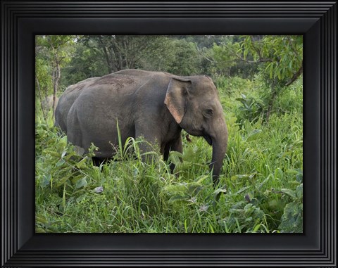 Framed Elephants in Sri Lanka Print
