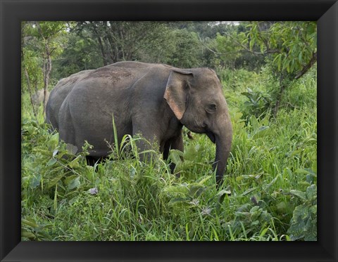 Framed Elephants in Sri Lanka Print