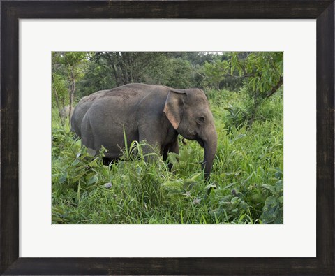 Framed Elephants in Sri Lanka Print
