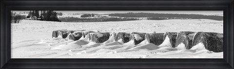 Framed Line of bales drifted with snow in Clayton County, Iowa Print