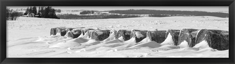 Framed Line of bales drifted with snow in Clayton County, Iowa Print