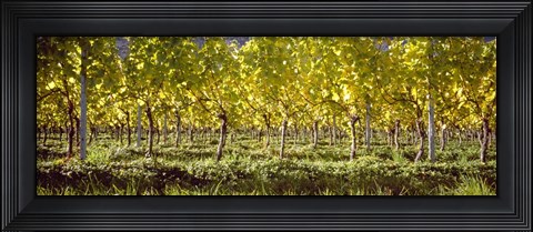 Framed Vineyard, Barcelona, Spain Print