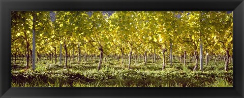 Framed Vineyard, Barcelona, Spain Print