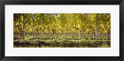 Framed Vineyard, Barcelona, Spain Print